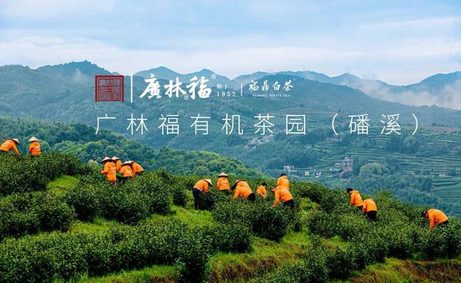 开云体育 开云平台“用心做好茶做好良心茶”——福建广林福茶业有限责任公司(图2) 开云体育 开云平台“用心做好茶做好良心茶”——福建广林福茶业有限责任公司(图2)