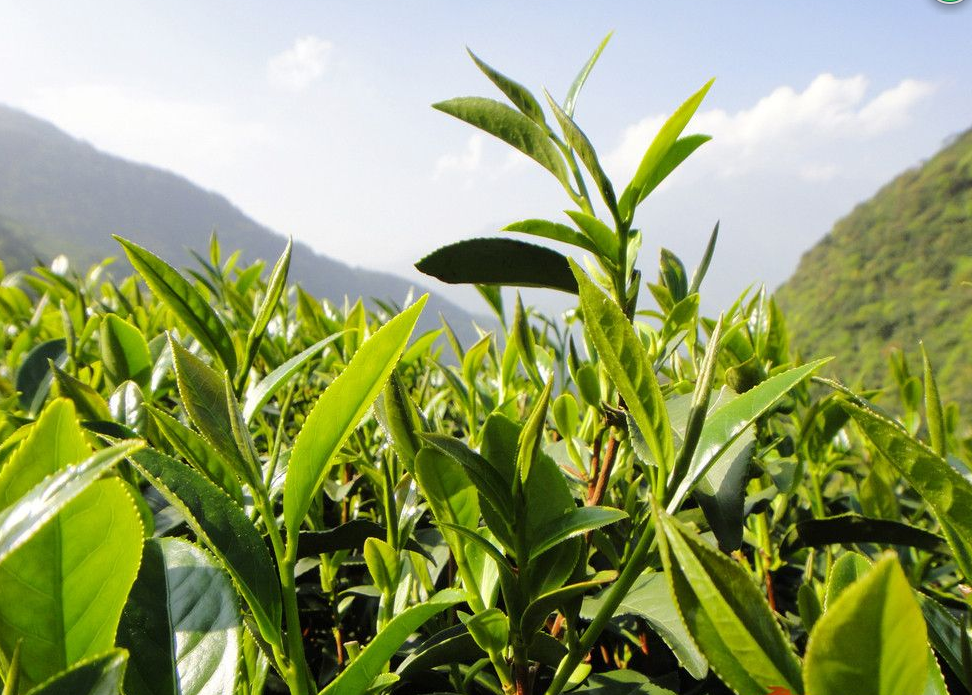 开云 开云体育8个茶叶大数据让你更了解茶叶!(图3) 开云 开云体育8个茶叶大数据让你更了解茶叶!(图3)