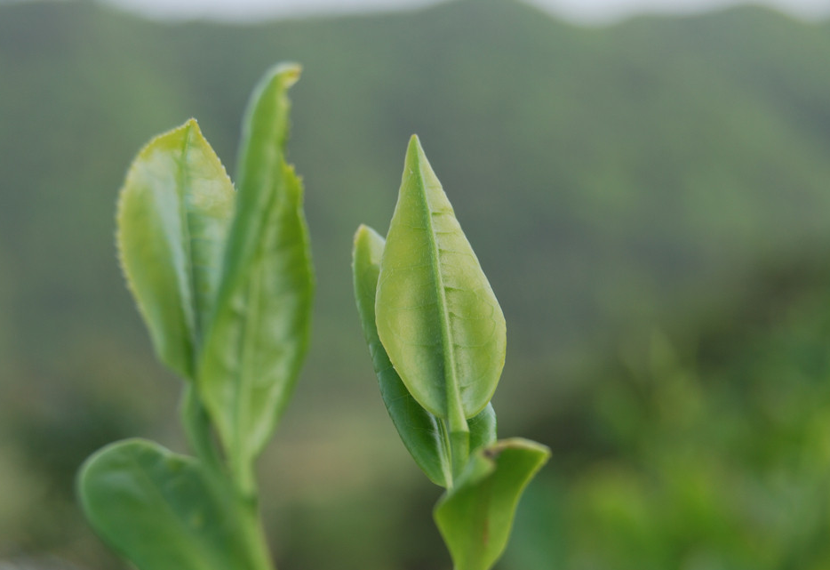 开云 开云体育8个茶叶大数据让你更了解茶叶!(图4) 开云 开云体育8个茶叶大数据让你更了解茶叶!(图4)