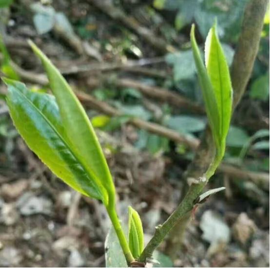 买茶叶别管价格高低有3个“特征”都开云 开云体育平台是100%纯天然好茶(图2) 买茶叶别管价格高低有3个“特征”都开云 开云体育平台是100%纯天然好茶(图2)