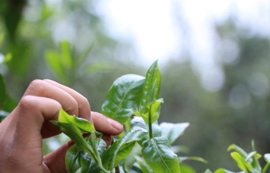 买茶叶别管价格高低有3个“特征”都开云 开云体育平台是100%纯天然好茶(图9) 买茶叶别管价格高低有3个“特征”都开云 开云体育平台是100%纯天然好茶(图9)