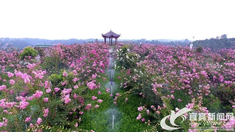 香飘天下宜宾茶开云 开云体育APP ——宜宾市茶产业综述(图2) 香飘天下宜宾茶开云 开云体育APP ——宜宾市茶产业综述(图2)