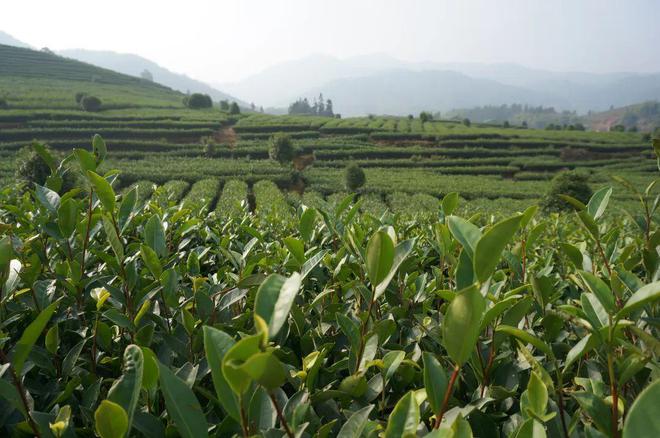 一周茶事 “茶庄园”话题引发热议;开云体育 开云官网俄罗斯茶叶原料严重短缺(图2) 一周茶事 “茶庄园”话题引发热议;开云体育 开云官网俄罗斯茶叶原料严重短缺(图2)