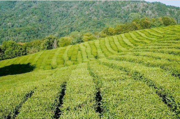 一周茶事 “茶庄园”话题引发热议;开云体育 开云官网俄罗斯茶叶原料严重短缺(图7) 一周茶事 “茶庄园”话题引发热议;开云体育 开云官网俄罗斯茶叶原料严重短缺(图7)