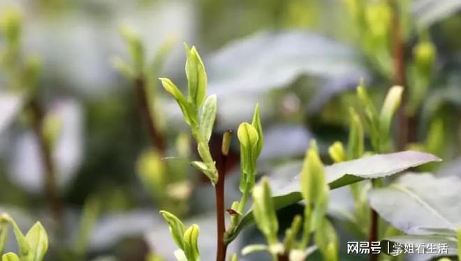 都是茶叶红茶、绿茶开云体育 开云官网可不一样冬天喝茶温和红茶才是第一选择(图7) 都是茶叶红茶、绿茶开云体育 开云官网可不一样冬天喝茶温和红茶才是第一选择(图7)