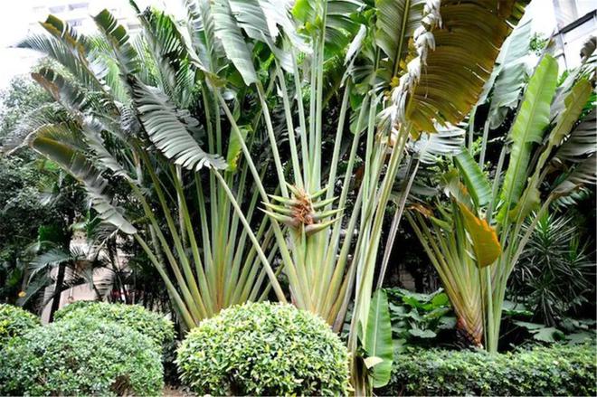 【植物地理】地理视角看植物水塔超全中国茶叶分类生物多样性(影响开云 开云体育APP+答题模板+措施)(图9) 【植物地理】地理视角看植物水塔超全中国茶叶分类生物多样性(影响开云 开云体育APP+答题模板+措施)(图9)