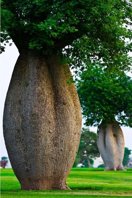【植物地理】地理视角看植物水塔超全中国茶叶分类生物多样性(影响开云 开云体育APP+答题模板+措施)(图2) 【植物地理】地理视角看植物水塔超全中国茶叶分类生物多样性(影响开云 开云体育APP+答题模板+措施)(图2)