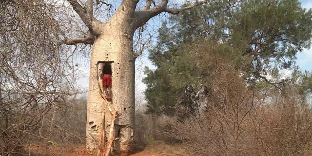 【植物地理】地理视角看植物水塔超全中国茶叶分类生物多样性(影响开云 开云体育APP+答题模板+措施)(图6) 【植物地理】地理视角看植物水塔超全中国茶叶分类生物多样性(影响开云 开云体育APP+答题模板+措施)(图6)