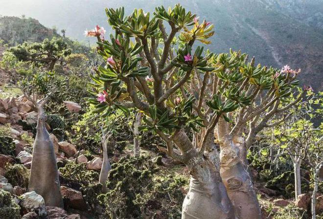 【植物地理】地理视角看植物水塔超全中国茶叶分类生物多样性(影响开云 开云体育APP+答题模板+措施)(图4) 【植物地理】地理视角看植物水塔超全中国茶叶分类生物多样性(影响开云 开云体育APP+答题模板+措施)(图4)