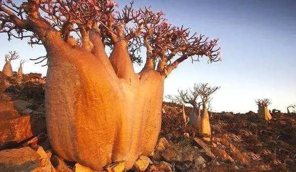 【植物地理】地理视角看植物水塔超全中国茶叶分类生物多样性(影响开云 开云体育APP+答题模板+措施)(图5) 【植物地理】地理视角看植物水塔超全中国茶叶分类生物多样性(影响开云 开云体育APP+答题模板+措施)(图5)