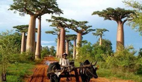 【植物地理】地理视角看植物水塔超全中国茶叶分类生物多样性(影响开云 开云体育APP+答题模板+措施)(图3) 【植物地理】地理视角看植物水塔超全中国茶叶分类生物多样性(影响开云 开云体育APP+答题模板+措施)(图3)