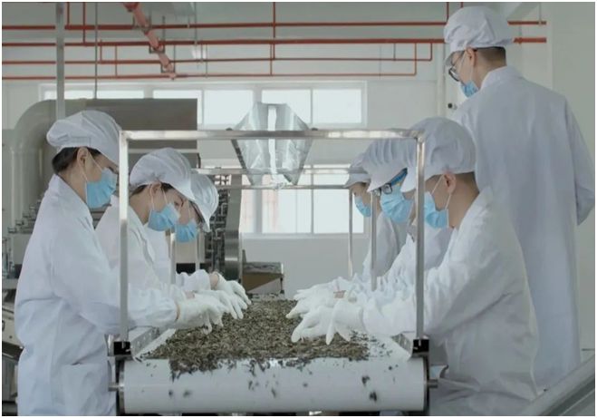 “泰美茶标准制”——开云体育 开云官网福建泰美茶业有限公司(图3) “泰美茶标准制”——开云体育 开云官网福建泰美茶业有限公司(图3)