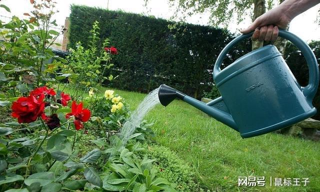 茶叶泡完别再倒掉了残茶居然还有这6处妙用再也不开云 开云体育官网会浪费了(图7) 茶叶泡完别再倒掉了残茶居然还有这6处妙用再也不开云 开云体育官网会浪费了(图7)
