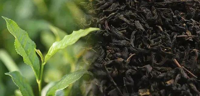 黑茶与开云 开云体育平台其他茶叶有何不同?(图2) 黑茶与开云 开云体育平台其他茶叶有何不同?(图2)