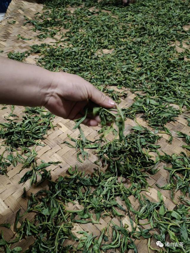 为什开云 开云体育官网么说普洱茶“发酵”是普洱茶的独特魅力【诸山古茶】(图2) 为什开云 开云体育官网么说普洱茶“发酵”是普洱茶的独特魅力【诸山古茶】(图2)