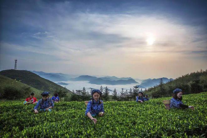 开云 开云体育平台茶叶深加工60年中国如何领先世界又将如何持续领跑?(图5) 开云 开云体育平台茶叶深加工60年中国如何领先世界又将如何持续领跑?(图5)