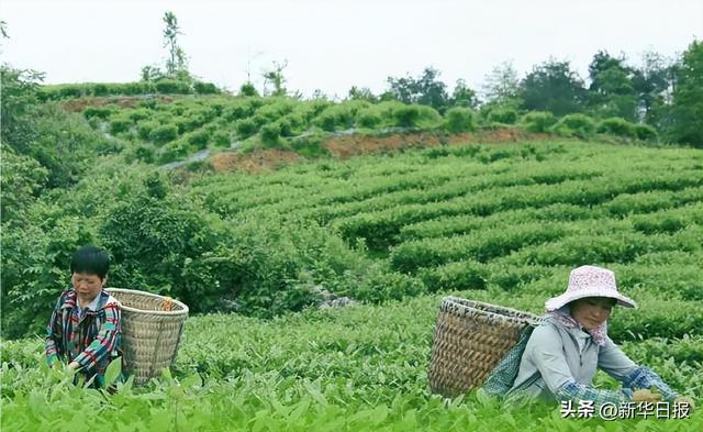 喜茶自研绿妍茶叶上新 带来全新自然茶香开云体育 开云官网(图3) 喜茶自研绿妍茶叶上新 带来全新自然茶香开云体育 开云官网(图3)