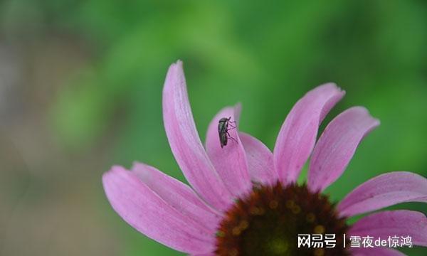 开云 开云体育放家里34年的红茶、普洱、白茶还能泡来喝吗过期茶叶如何处理(图3) 开云 开云体育放家里34年的红茶、普洱、白茶还能泡来喝吗过期茶叶如何处理(图3)