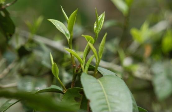 “过期茶叶”能喝吗?很多人不知道!行家:学问很大要弄懂再喝开云体育 开云平台(图3) “过期茶叶”能喝吗?很多人不知道!行家:学问很大要弄懂再喝开云体育 开云平台(图3)
