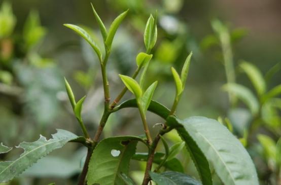 “过期茶叶”能喝吗?很多人不知道!行家:学问很大要弄懂再喝开云体育 开云平台(图8) “过期茶叶”能喝吗?很多人不知道!行家:学问很大要弄懂再喝开云体育 开云平台(图8)