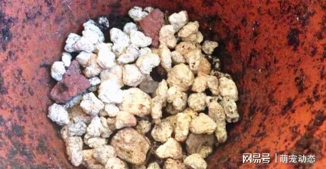 变质鹌开云 开云体育官网鹑蛋、丝瓜络、隔夜茶水没有用?错了全该拿来养花(图8) 变质鹌开云 开云体育官网鹑蛋、丝瓜络、隔夜茶水没有用?错了全该拿来养花(图8)
