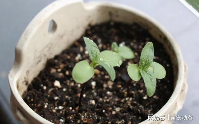 变质鹌开云 开云体育官网鹑蛋、丝瓜络、隔夜茶水没有用?错了全该拿来养花(图10) 变质鹌开云 开云体育官网鹑蛋、丝瓜络、隔夜茶水没有用?错了全该拿来养花(图10)