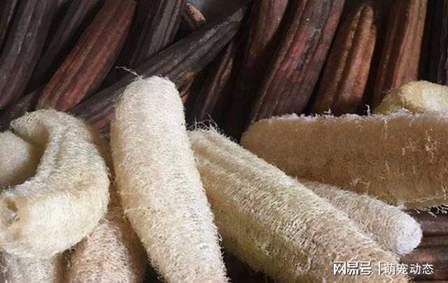 变质鹌开云 开云体育官网鹑蛋、丝瓜络、隔夜茶水没有用?错了全该拿来养花(图7) 变质鹌开云 开云体育官网鹑蛋、丝瓜络、隔夜茶水没有用?错了全该拿来养花(图7)