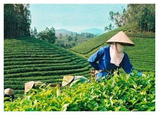 开云 开云体育巴基斯坦人:这东西这么贵中国人天天当水喝?太羡慕中国人了!(图4) 开云 开云体育巴基斯坦人:这东西这么贵中国人天天当水喝?太羡慕中国人了!(图4)