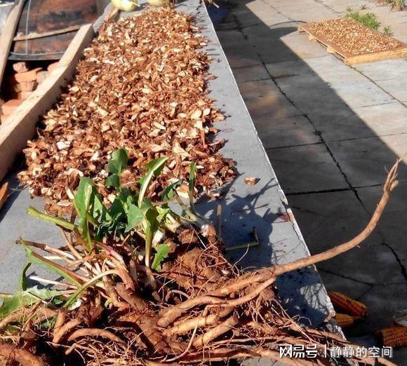 开云体育 开云平台把蒲公英“晒干”后当成茶用来泡水喝没想到对身体好处这么大(图1) 开云体育 开云平台把蒲公英“晒干”后当成茶用来泡水喝没想到对身体好处这么大(图1)