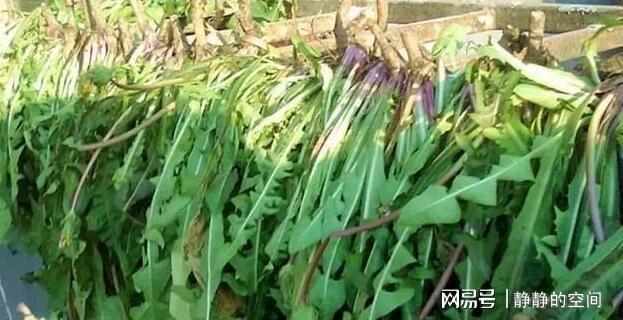 开云体育 开云平台把蒲公英“晒干”后当成茶用来泡水喝没想到对身体好处这么大(图2) 开云体育 开云平台把蒲公英“晒干”后当成茶用来泡水喝没想到对身体好处这么大(图2)