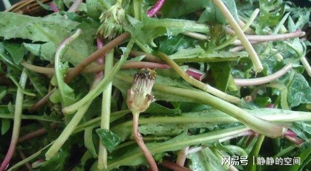 开云体育 开云平台把蒲公英“晒干”后当成茶用来泡水喝没想到对身体好处这么大(图3) 开云体育 开云平台把蒲公英“晒干”后当成茶用来泡水喝没想到对身体好处这么大(图3)