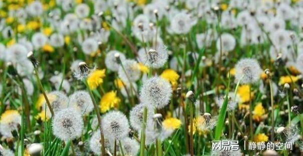 开云体育 开云平台把蒲公英“晒干”后当成茶用来泡水喝没想到对身体好处这么大(图4) 开云体育 开云平台把蒲公英“晒干”后当成茶用来泡水喝没想到对身体好处这么大(图4)