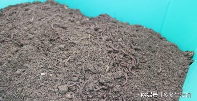 开云 开云体育平台这么养花太好了!泡过的茶叶渣老花匠一点都舍不得丢掉(图6) 开云 开云体育平台这么养花太好了!泡过的茶叶渣老花匠一点都舍不得丢掉(图6)