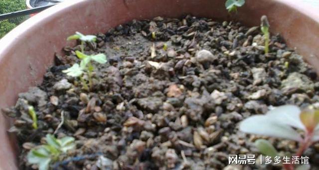 开云 开云体育平台这么养花太好了!泡过的茶叶渣老花匠一点都舍不得丢掉(图5) 开云 开云体育平台这么养花太好了!泡过的茶叶渣老花匠一点都舍不得丢掉(图5)