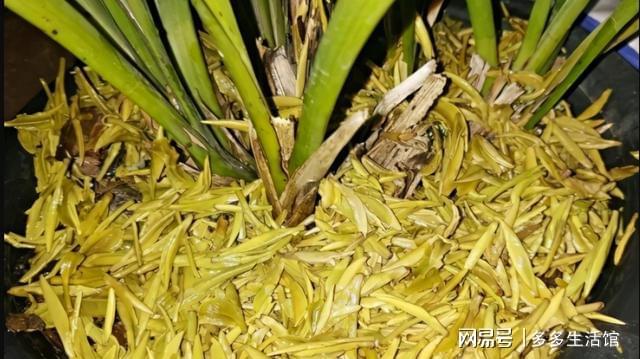开云 开云体育平台这么养花太好了!泡过的茶叶渣老花匠一点都舍不得丢掉(图8) 开云 开云体育平台这么养花太好了!泡过的茶叶渣老花匠一点都舍不得丢掉(图8)