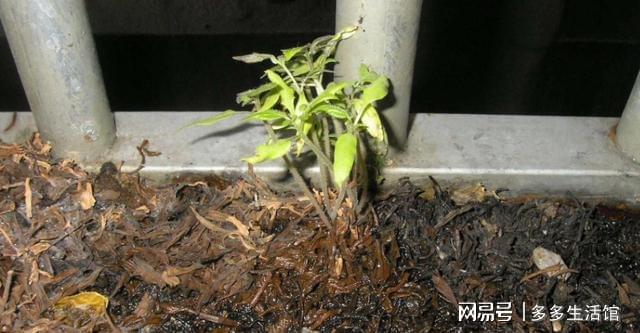 开云 开云体育平台这么养花太好了!泡过的茶叶渣老花匠一点都舍不得丢掉(图10) 开云 开云体育平台这么养花太好了!泡过的茶叶渣老花匠一点都舍不得丢掉(图10)