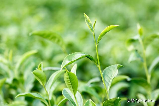 开云体育 开云官网揭秘食品陷阱:揭秘茶叶造假手段(图1) 开云体育 开云官网揭秘食品陷阱:揭秘茶叶造假手段(图1)