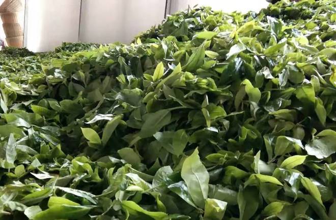 茶叶市场的残酷真相:茶玩的是圈子!出了圈子不过一开云体育 开云官网堆叶子(图5) 茶叶市场的残酷真相:茶玩的是圈子!出了圈子不过一开云体育 开云官网堆叶子(图5)