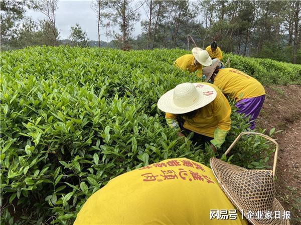 开云体育 开云平台如何抓好好茶鲜叶生产的第一关?看武夷山心头肉茶业如何做!(图1) 开云体育 开云平台如何抓好好茶鲜叶生产的第一关?看武夷山心头肉茶业如何做!(图1)