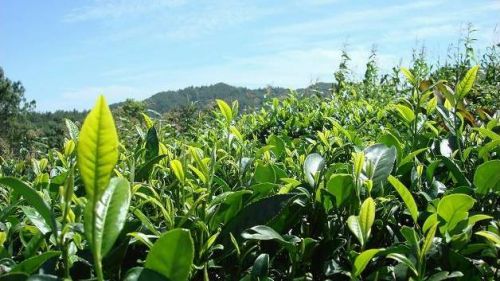 开云体育 kaiyun.com 官网入口众库团采:茶行业库存压力剧增茶叶经销商如何实现“零库存”经营(图3) 开云体育 kaiyun.com 官网入口众库团采:茶行业库存压力剧增茶叶经销商如何实现“零库存”经营(图3)