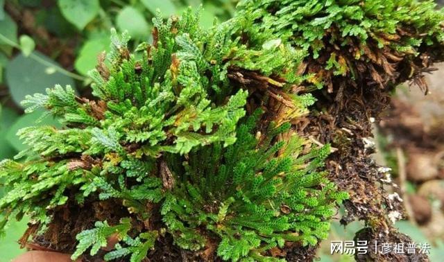 开云体育 kaiyun.com 官网入口茶叶渣、中药渣不适合养花?甭急着否认有套路!(图8) 开云体育 kaiyun.com 官网入口茶叶渣、中药渣不适合养花?甭急着否认有套路!(图8)