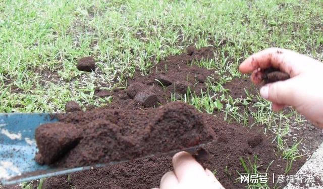 开云体育 kaiyun.com 官网入口茶叶渣、中药渣不适合养花?甭急着否认有套路!(图7) 开云体育 kaiyun.com 官网入口茶叶渣、中药渣不适合养花?甭急着否认有套路!(图7)