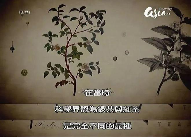 开云 开云体育“茶叶大盗”潜入中国都干了些什么?(图5) 开云 开云体育“茶叶大盗”潜入中国都干了些什么?(图5)