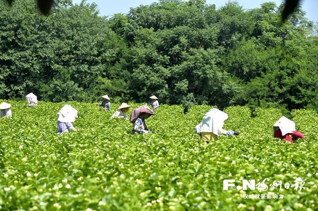 开云 开云体育福州:小茶叶撑起大产业(图1) 开云 开云体育福州:小茶叶撑起大产业(图1)