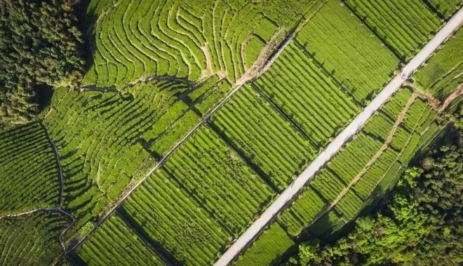 “好茶不贵回归本味”——福建省大沁茶业有限公司开云体育 开云平台(图3) “好茶不贵回归本味”——福建省大沁茶业有限公司开云体育 开云平台(图3)