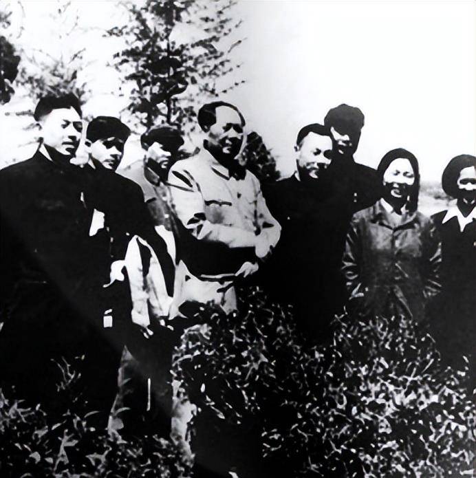 开云 开云体育不但将茶叶收入养生“四味药”还喜欢把它当蔬菜吃(图8) 开云 开云体育不但将茶叶收入养生“四味药”还喜欢把它当蔬菜吃(图8)