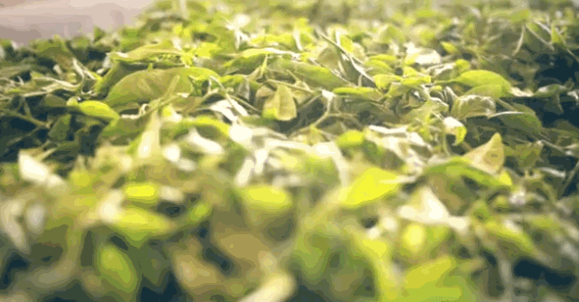 开云体育 kaiyun.com 官网入口帝一汤—茶叶耐不耐泡到底与什么有关?(图3) 开云体育 kaiyun.com 官网入口帝一汤—茶叶耐不耐泡到底与什么有关?(图3)