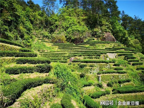 茶与礼的融合金交椅茶业定制专属茶礼开云 开云体育官网(图1) 茶与礼的融合金交椅茶业定制专属茶礼开云 开云体育官网(图1)