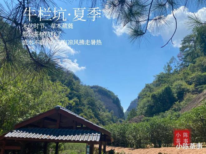 一个人喝岩茶开云体育 kaiyun.com 官网入口有没有简单点的泡法?老茶客帮你总结了4种方法(图10) 一个人喝岩茶开云体育 kaiyun.com 官网入口有没有简单点的泡法?老茶客帮你总结了4种方法(图10)