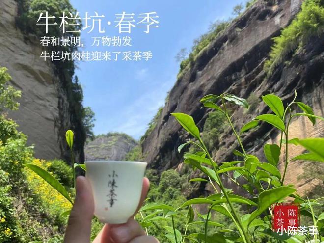 一个人喝岩茶开云体育 kaiyun.com 官网入口有没有简单点的泡法?老茶客帮你总结了4种方法(图9) 一个人喝岩茶开云体育 kaiyun.com 官网入口有没有简单点的泡法?老茶客帮你总结了4种方法(图9)